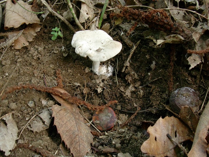 812 Ottobre vecchio ritrovamento